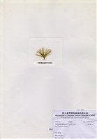 藏品(帚狀綠毛藻)的圖片